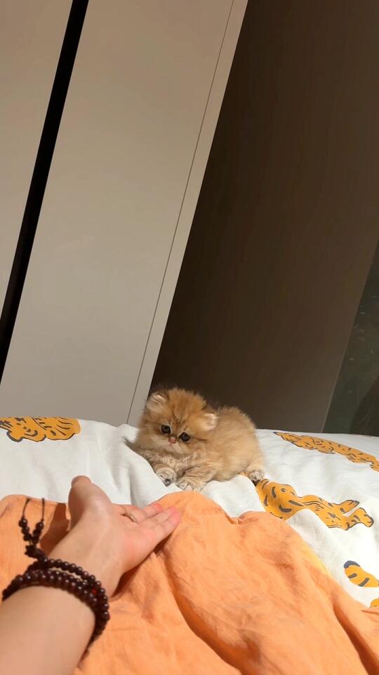 宝宝我不想努力啦～想一天吃3个罐罐｜蹲家