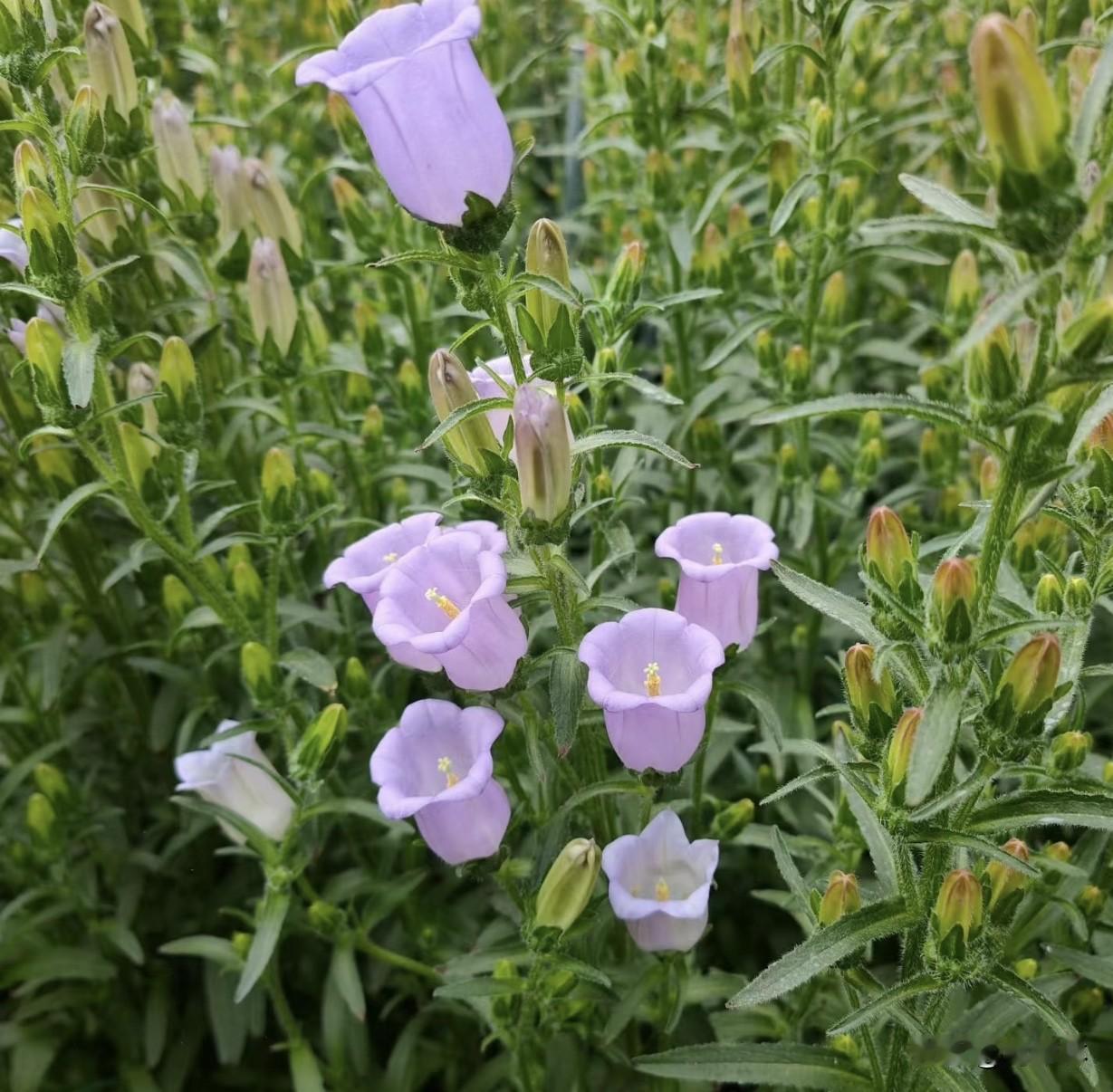 真心话茶局今天小满，发现一个很有意思的现象：节气里有小暑就有大暑，小雪就有大雪，