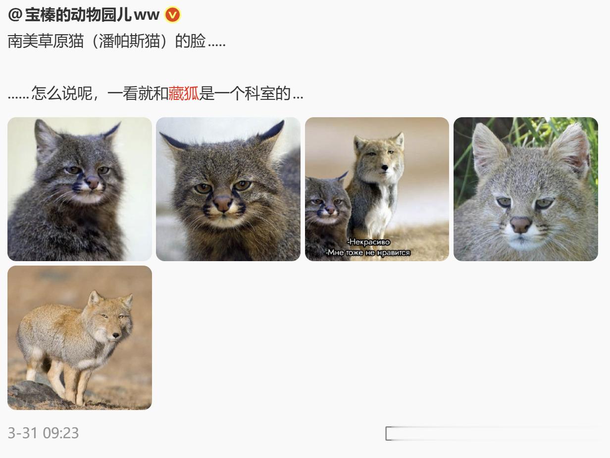 哈哈哈哈你们还记得看起来仿佛和狐主任是一个科室的，厌世脸南美草原猫吗？就是那个潘