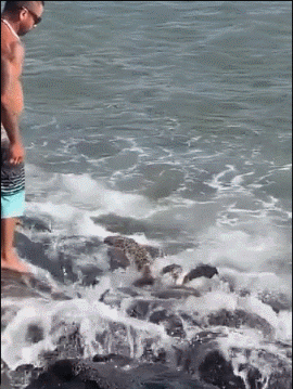 男子救了卡在岩石中的海龟 ​​​