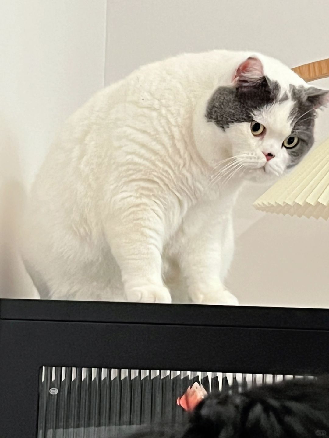 猫：我听听哪个ee 在说我屁股好看