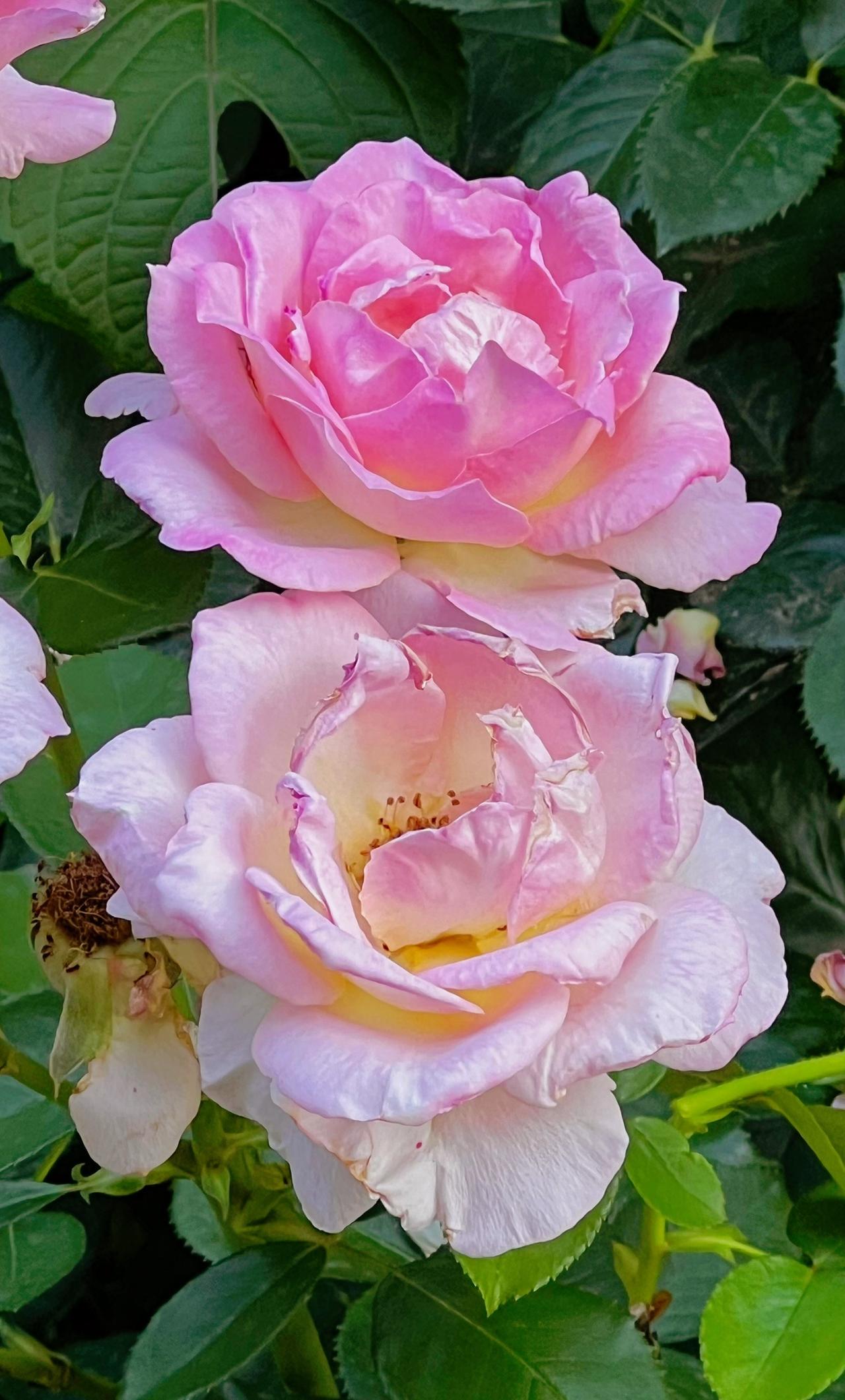 粉霞映花影，芳菲满径香。