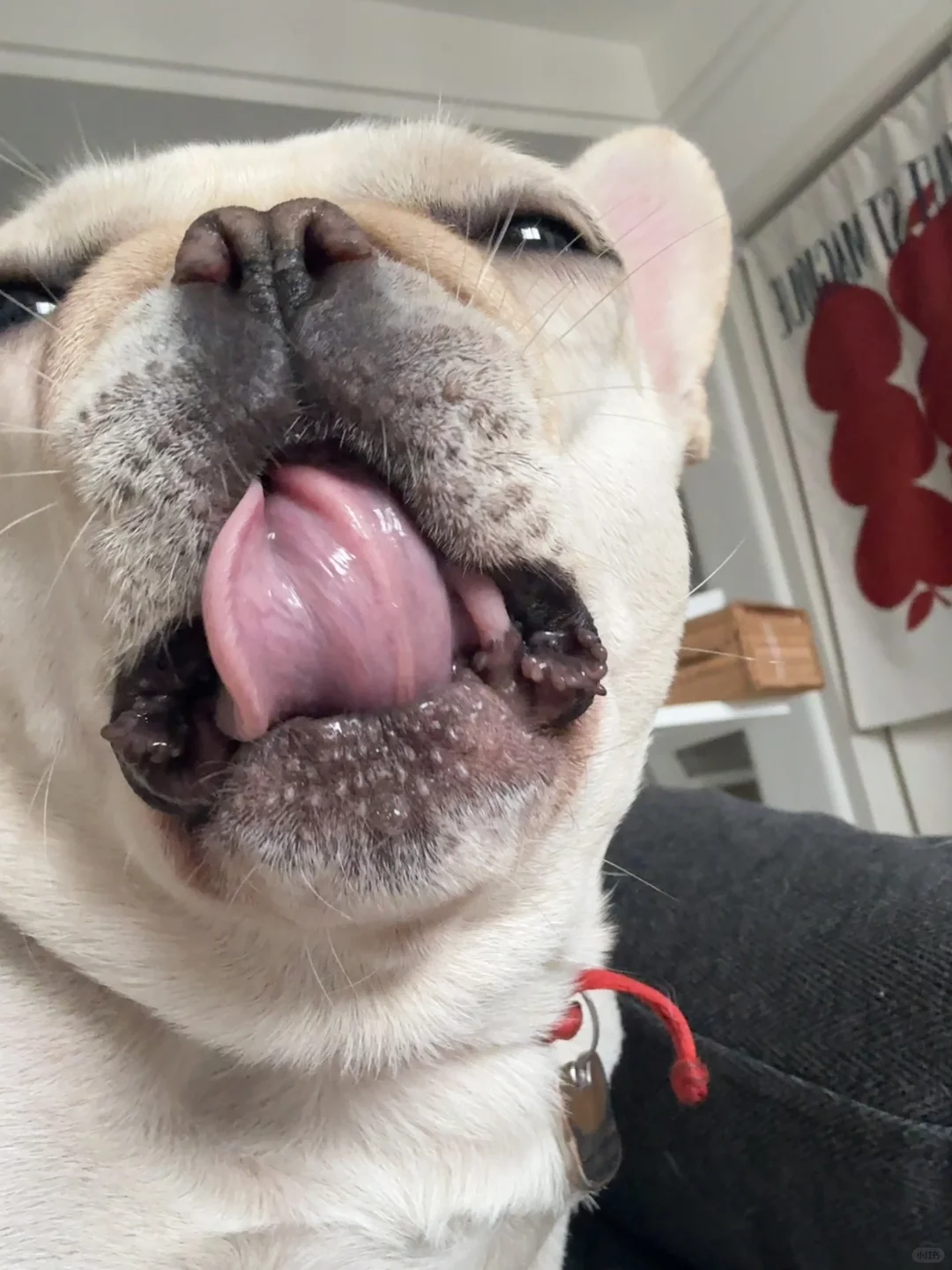 每日live｜嗷呜～