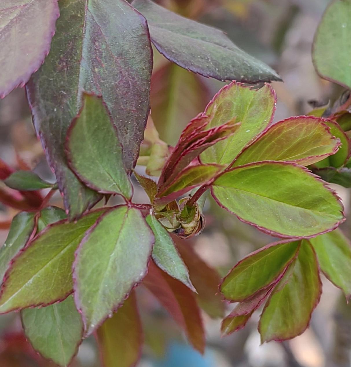 流行“养龙虾”可能有另一种潜在的原因。
那些曾经吆五喝六者可能没有市场了，那些无