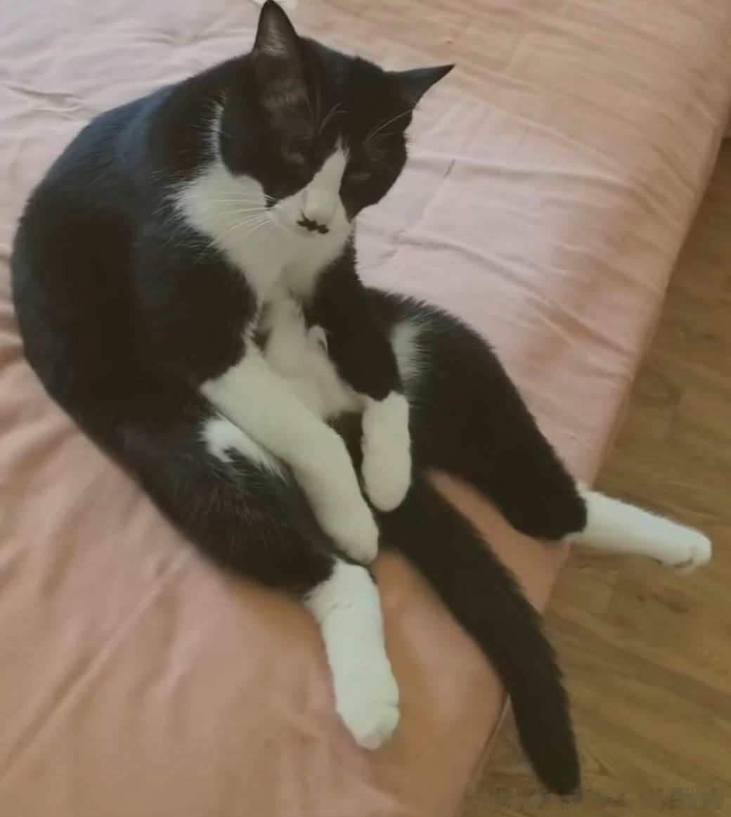 50006［丑猫］那一天的忧郁～忧郁起来～ 