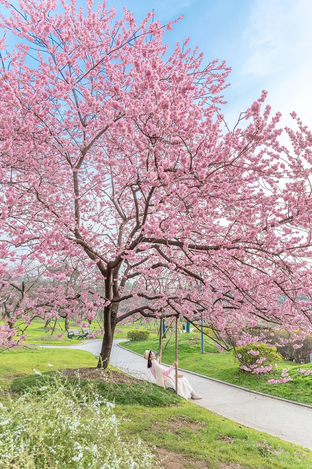 凌晨6点，我在武汉看到最美粉樱🌸