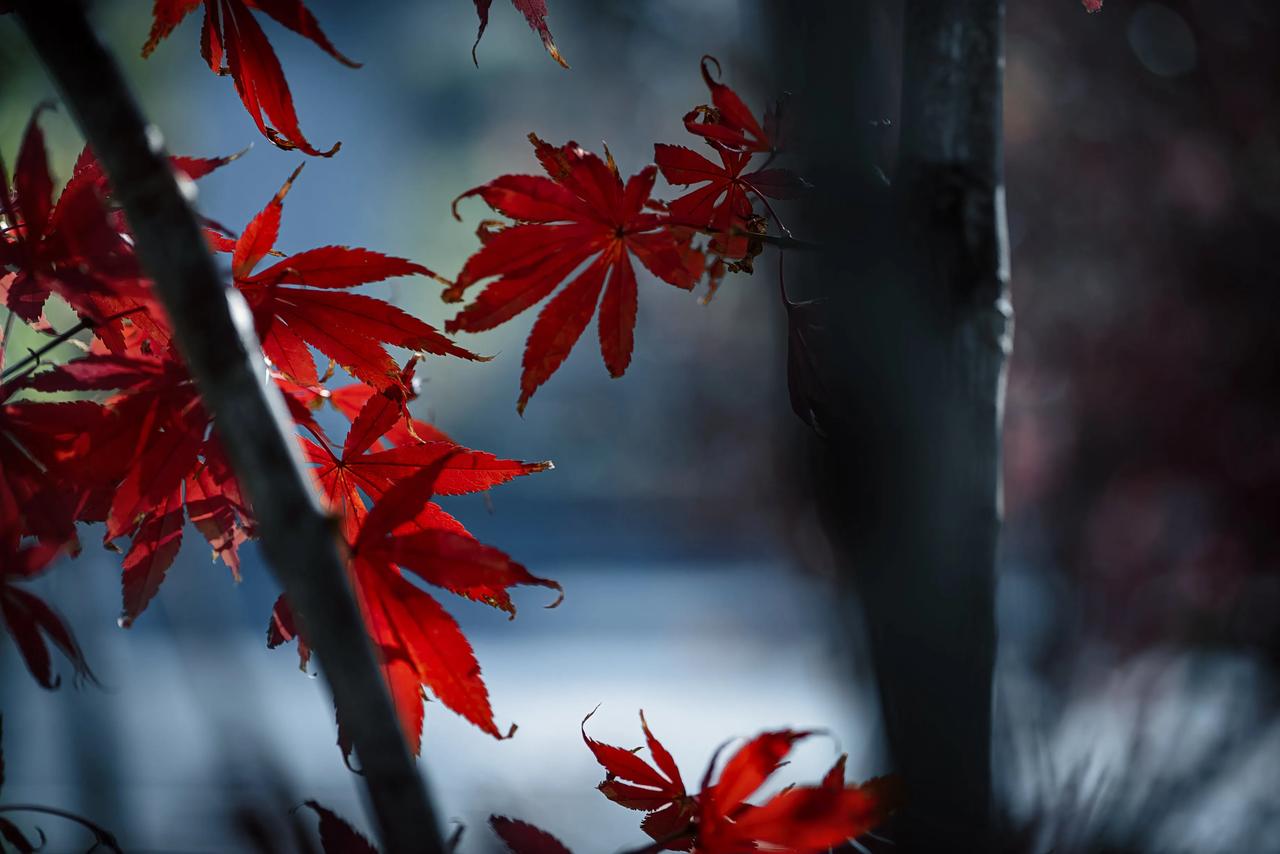 晒一张最美的红树叶