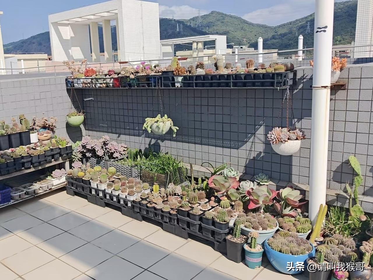 春日生活打卡季看看别人养的多肉，水平真不是盖的
