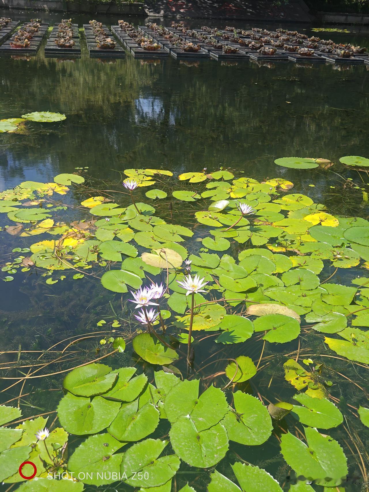 风摇竹影舔诗意，求下联下联 ：雨叩荷盘弄清音。