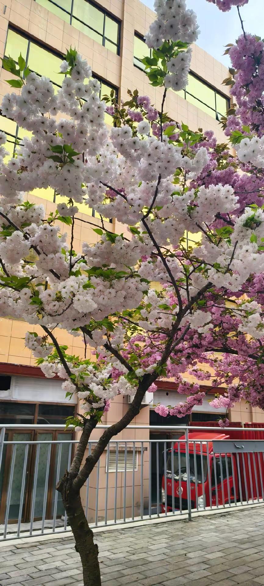 花开富贵好运来 季节