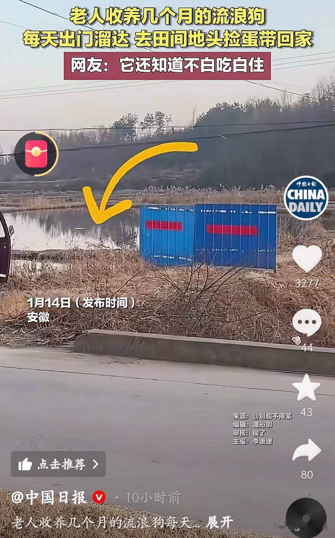 滴水之恩，涌泉相报！上了“中国日报”的这只流浪狗做到了！安徽一位老人收养了只流浪