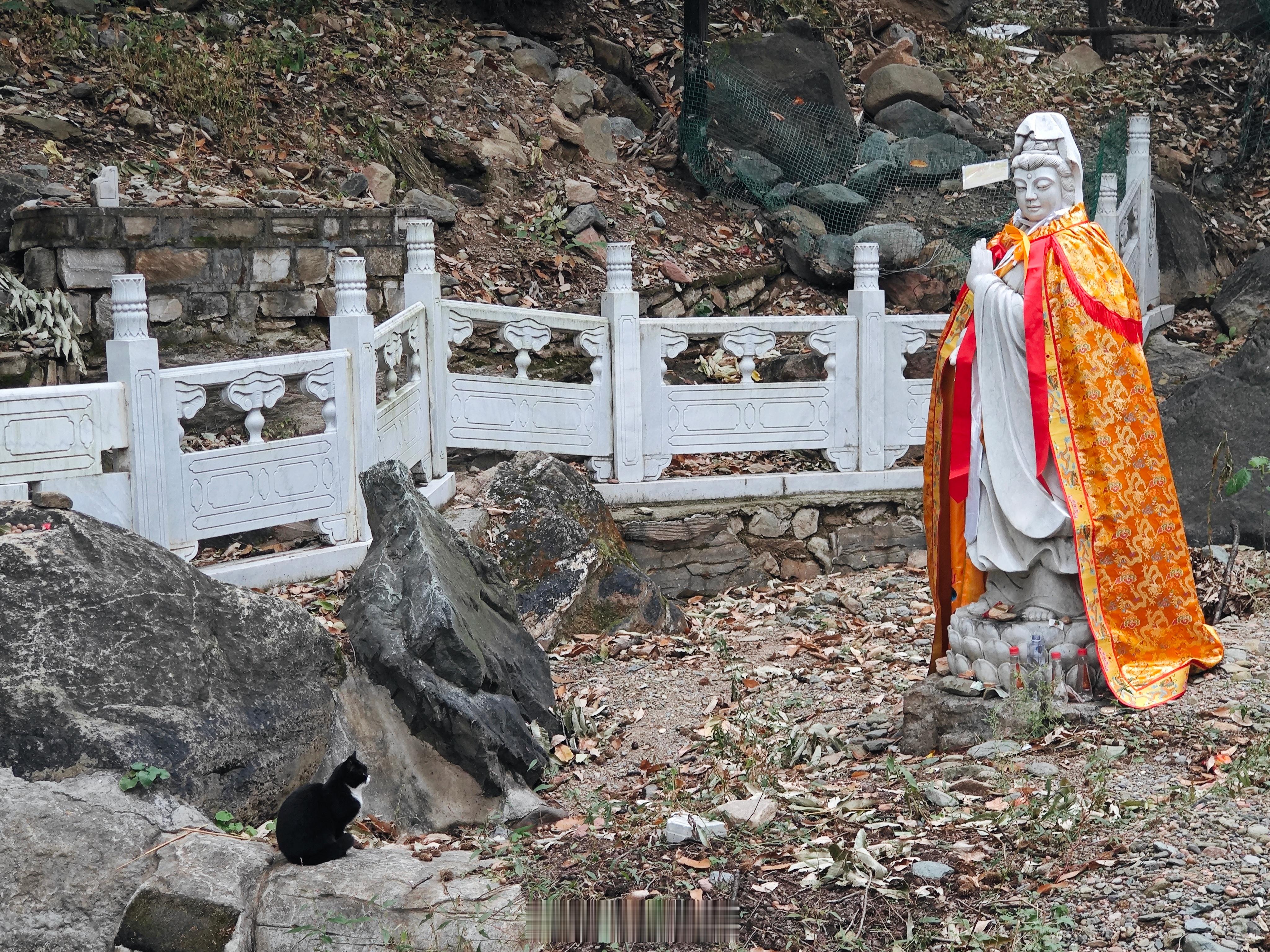 今天在潭柘寺，遇到了一位特别的香客。石鱼后面的小院里，一只小黑猫警长端端正正地坐