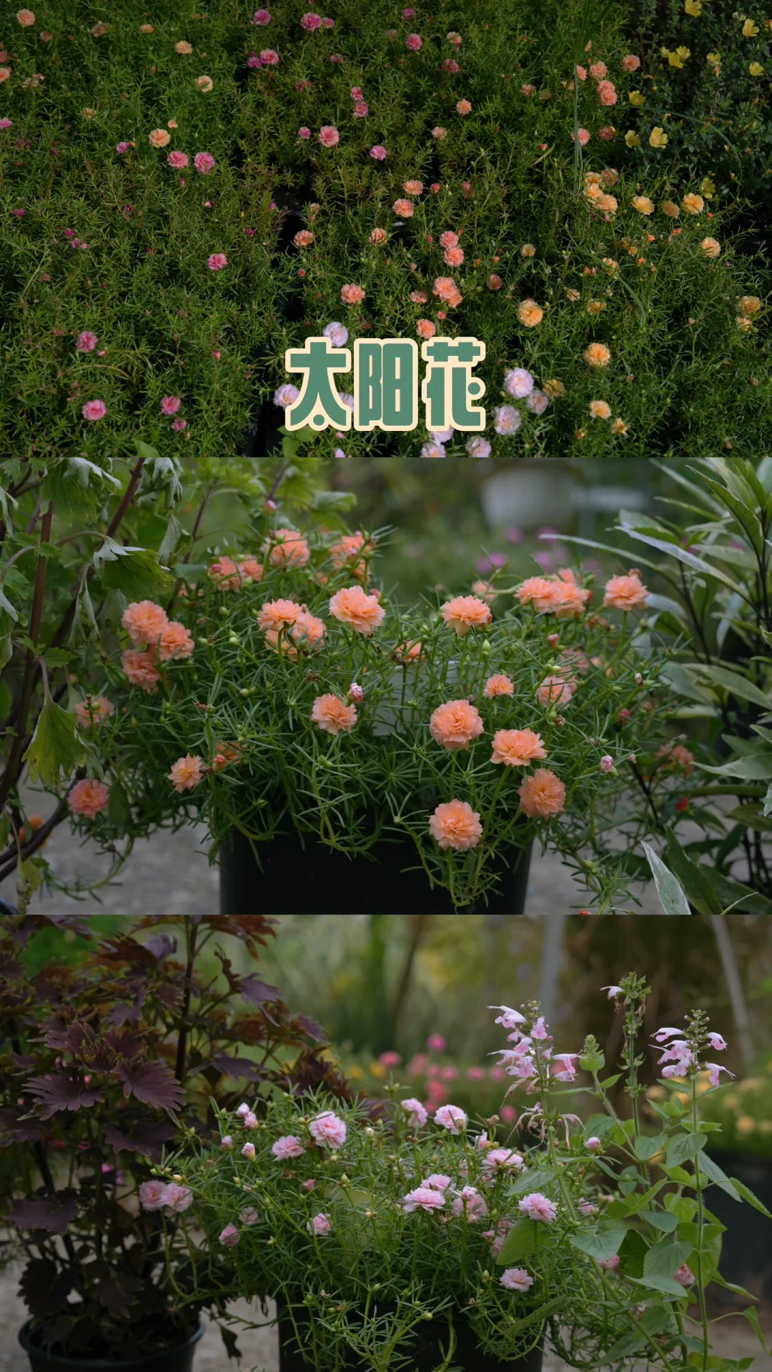 重瓣太阳花免费领取❗️夏天的爆花机器❗️