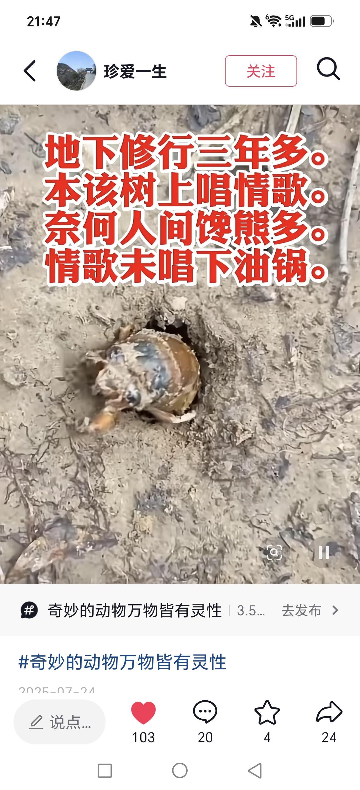 今年我没有抓金蝉！
金蝉在山东绝对是一流美味，到了这个季节，几乎是全民出动，手电