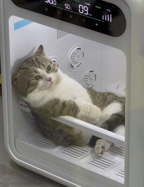 猫咪，你得振作起来！不能再这么颓废下去了🙁 