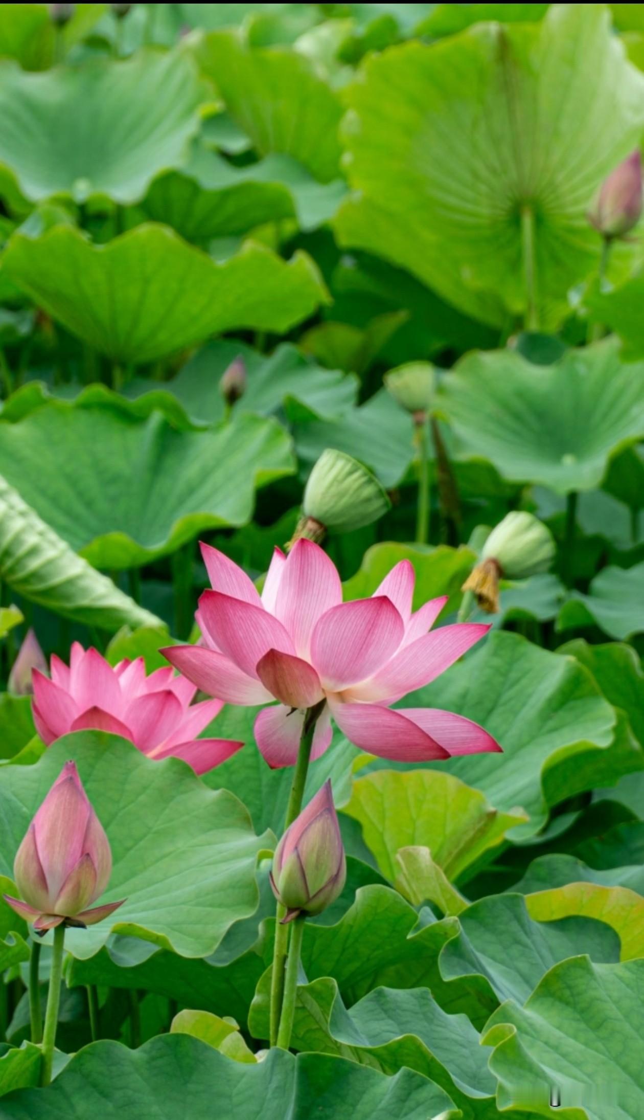 莲花开了许你许我 许我们都能“好运莲莲”夏日荷塘 治愈系风景 荷花治愈一切 出淤