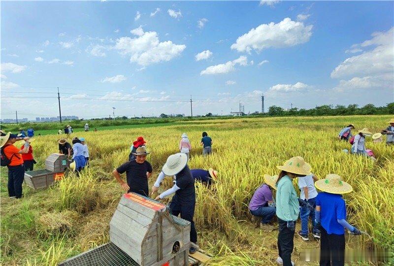 寒露节气的广州幸福田园犇牛牧场，秋高气爽、秋明空旷，秋深露重稻谷黄，浪漫迷人的丰