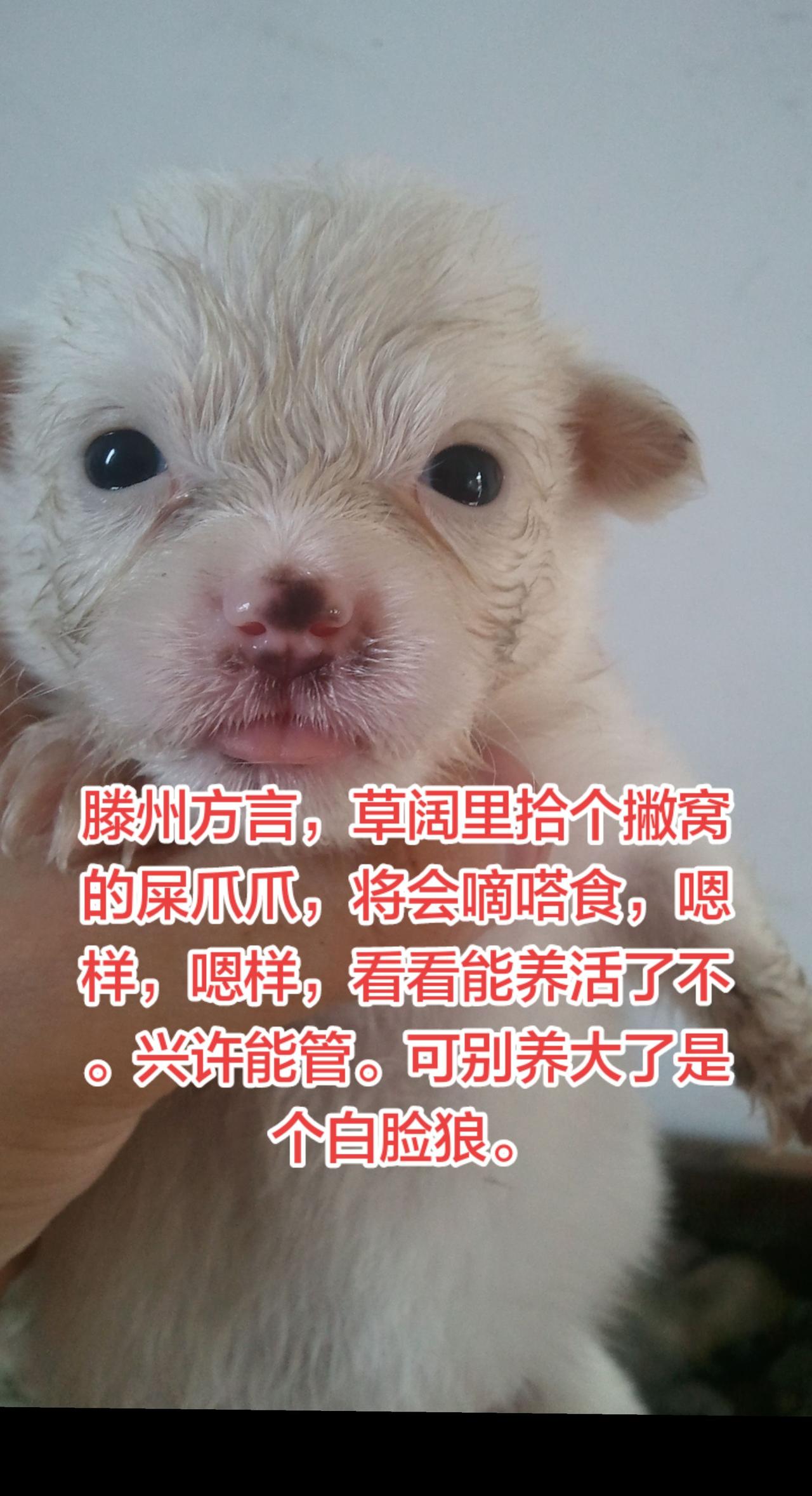 滕州方言，自成一体，俗称滕普。萌成啥了 毛茸茸软乎乎