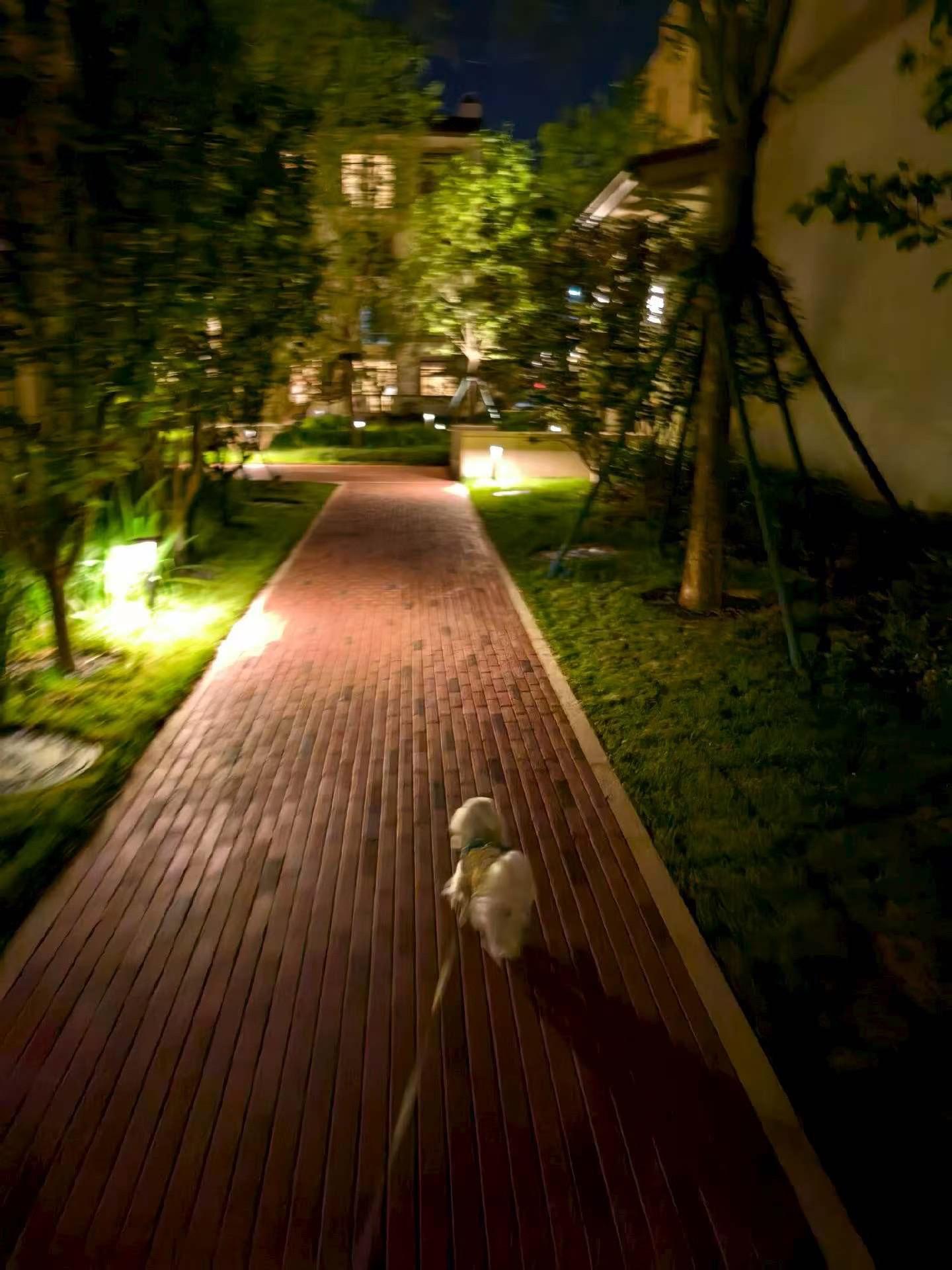 一只快乐小🐶