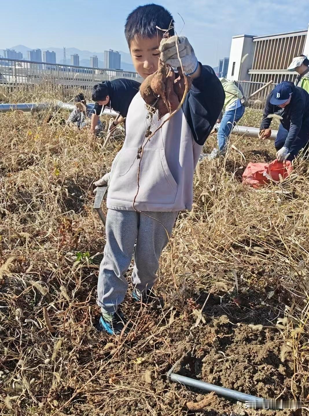 不仅过了一把挖红薯瘾，还收获了两袋三四十斤红薯。今天上午，学校工会组织老师到之江