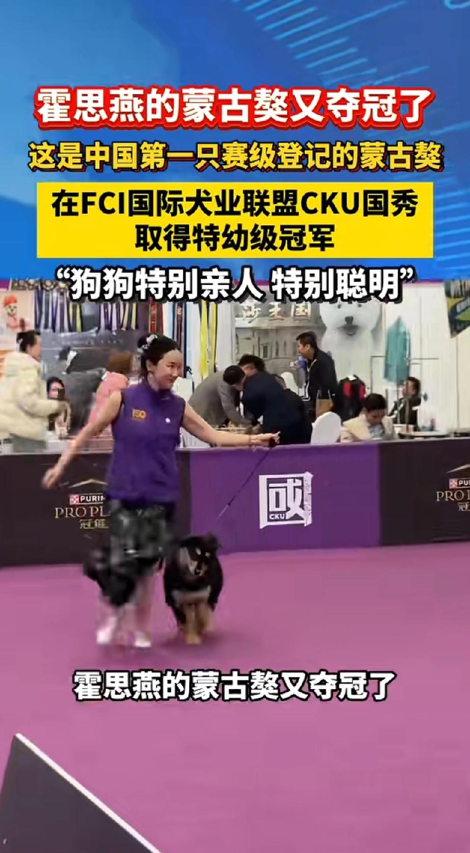 我姐这是找到了新赛道，蒙古獒又夺冠!
一只夺冠两只夺冠，只只夺冠。
年轻的时候在