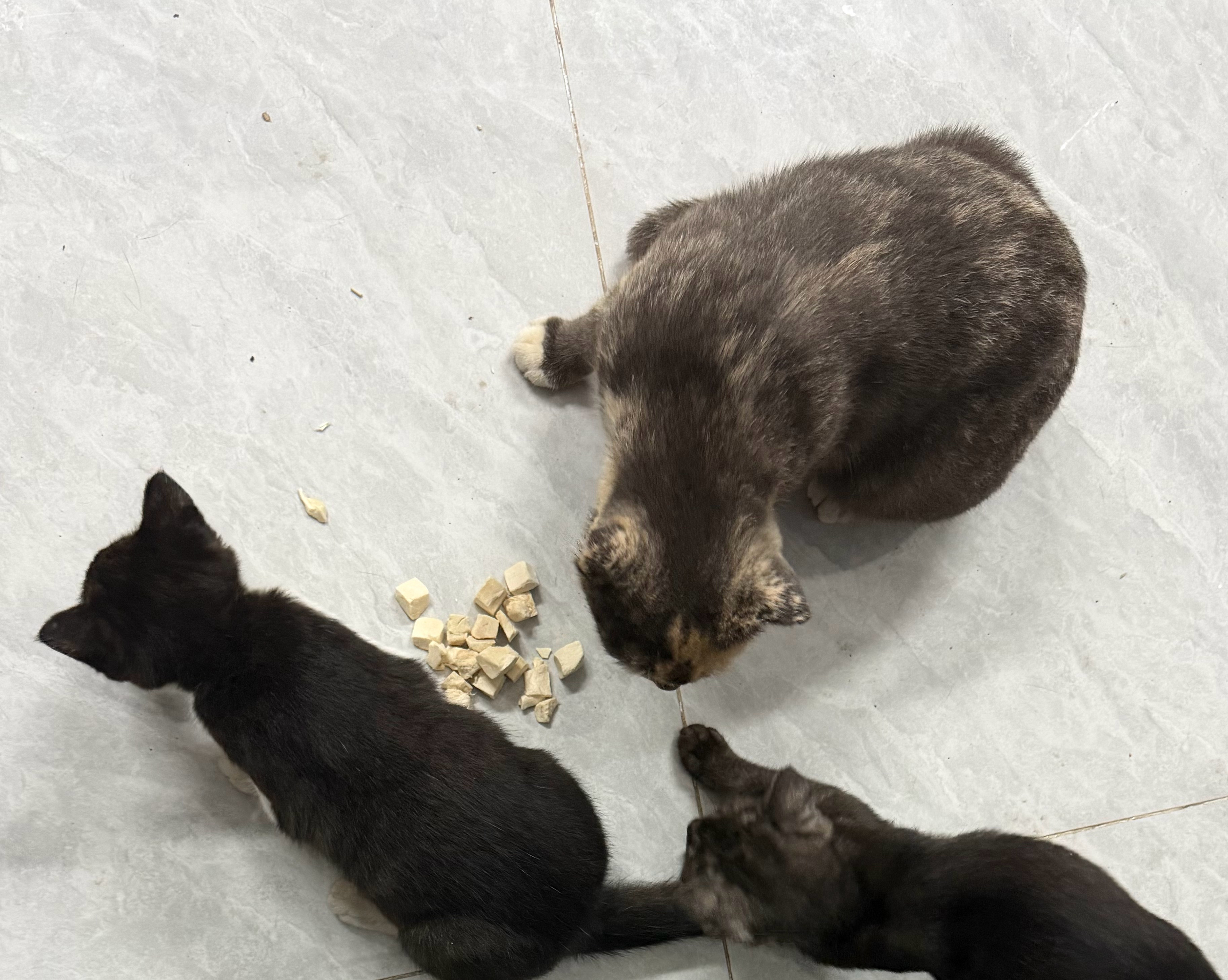 同行的小猫不吃饭只吃鱼，身材倒也挺好的，不肥不腻；我们的小猫只吃饭，身材又肥又腻