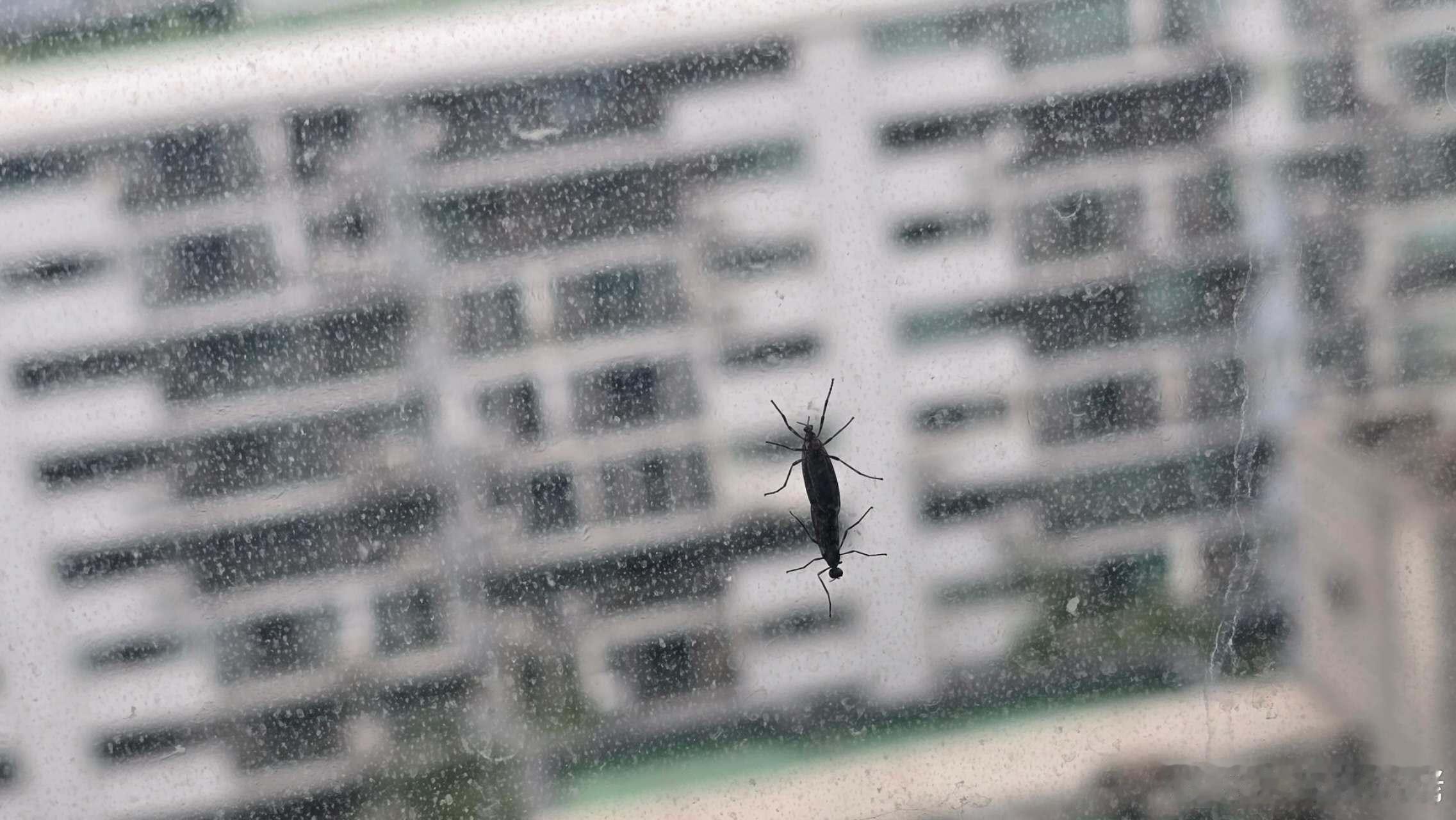 我敲！这两个🦟在生崽！！我同事忍我拍完照就开窗送他们去千里之外了！ ​​​