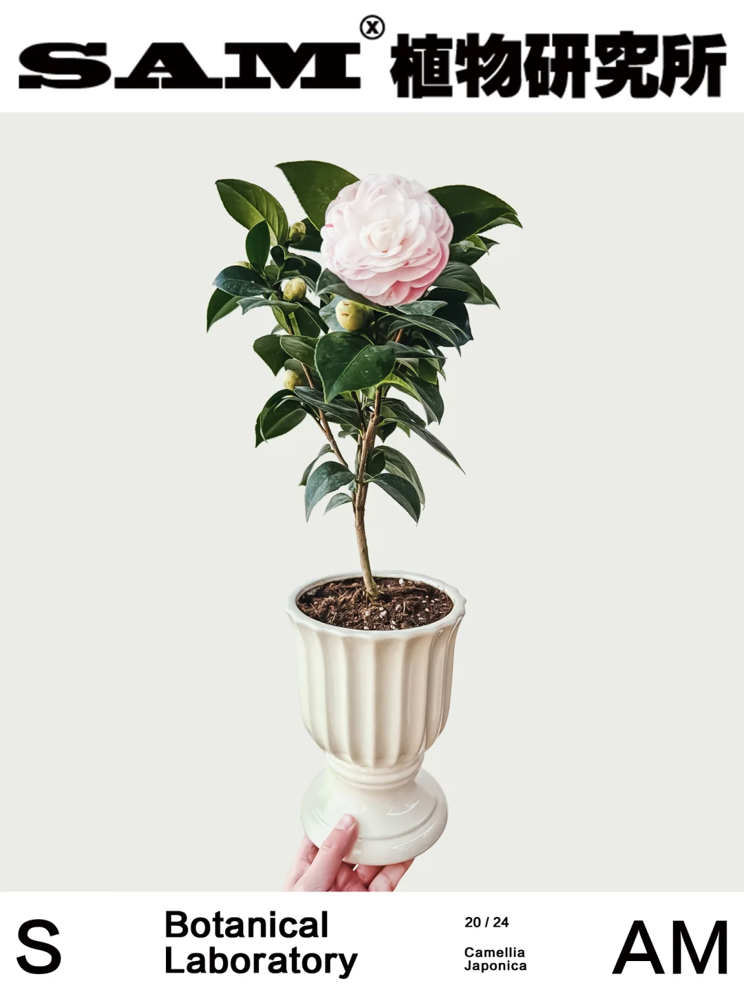 十八学士山茶花｜Camellia Japonica L.