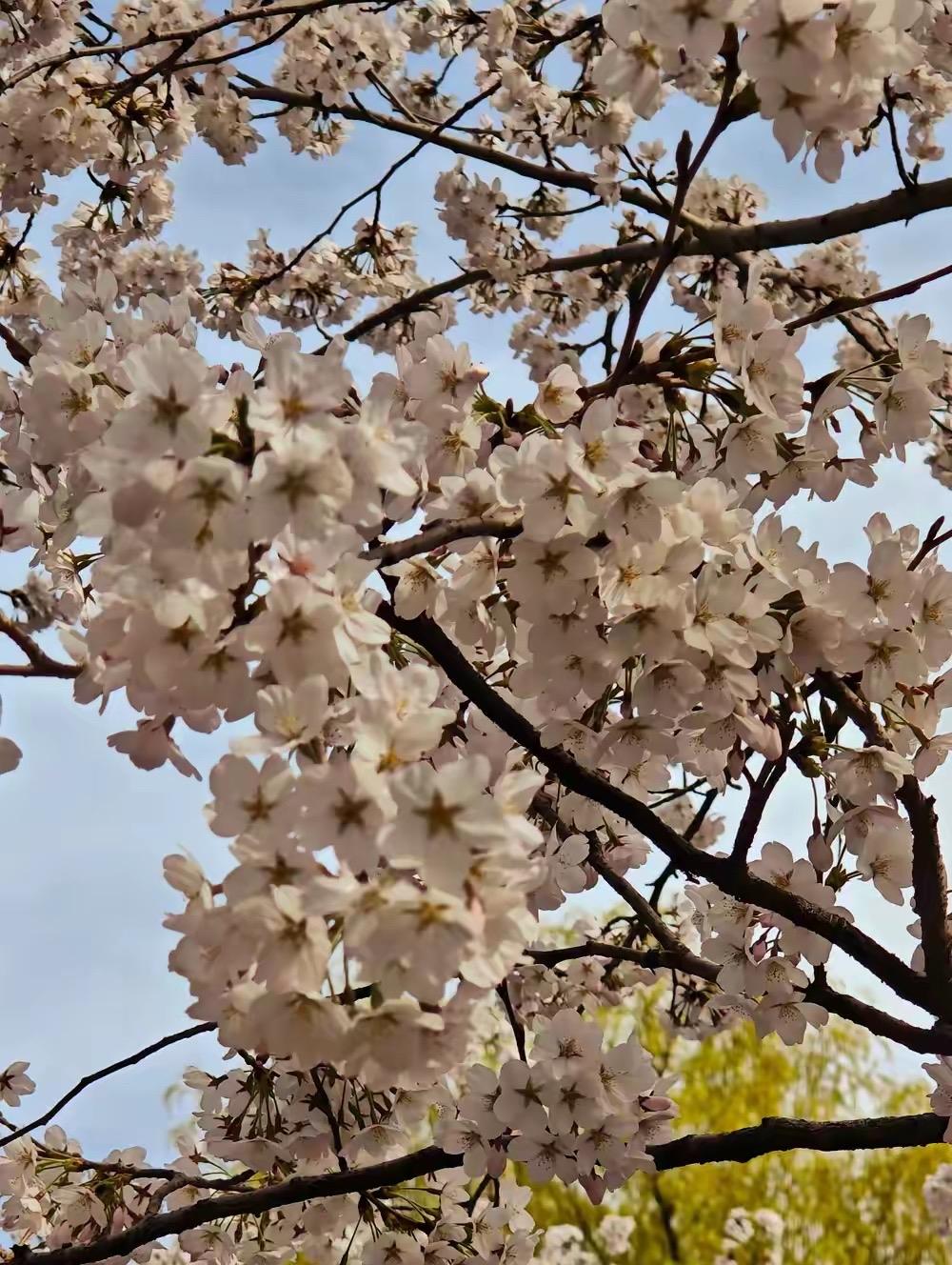 昨天给一个独居的美女做保洁，做完之后，小美女说阿姨，我冰箱里好多肉，我吃不了，你