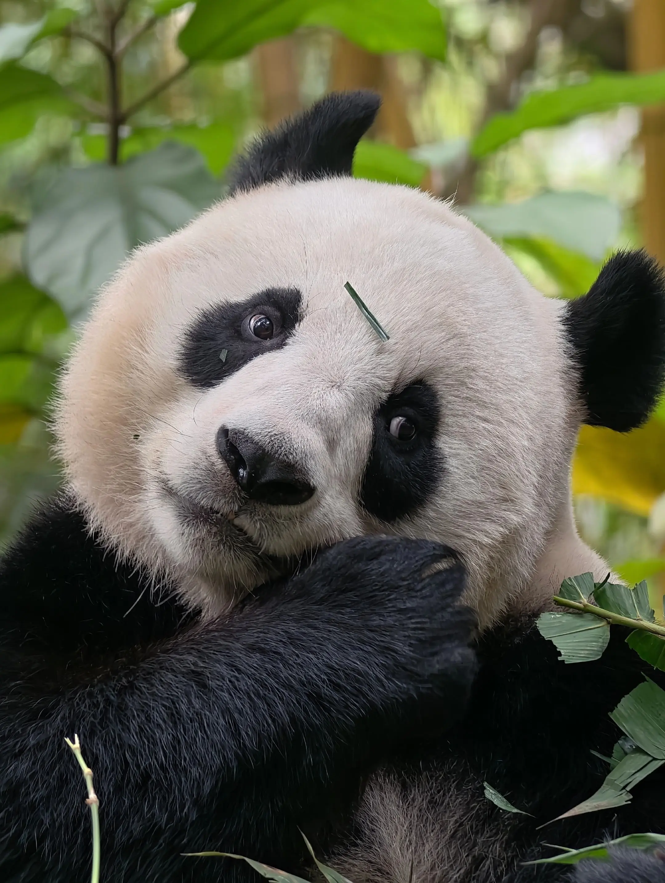 国庆：头上有葱，即系聪明咁解。