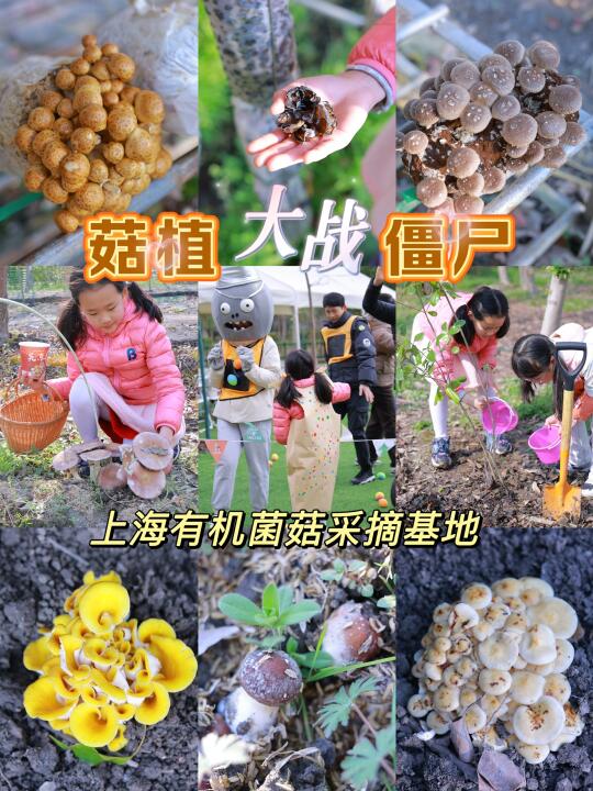 90%上海本地人都不知道的亲子农场！