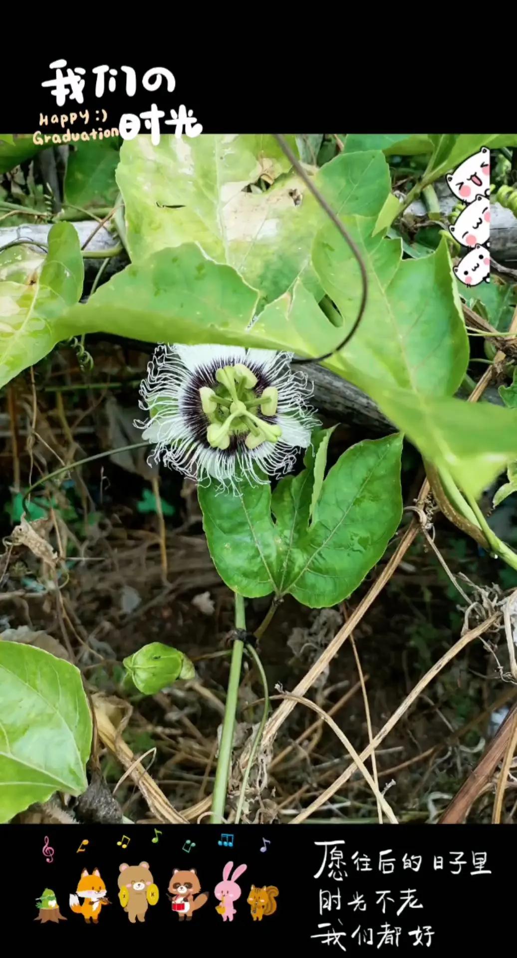 百香果又开花了。百香果
