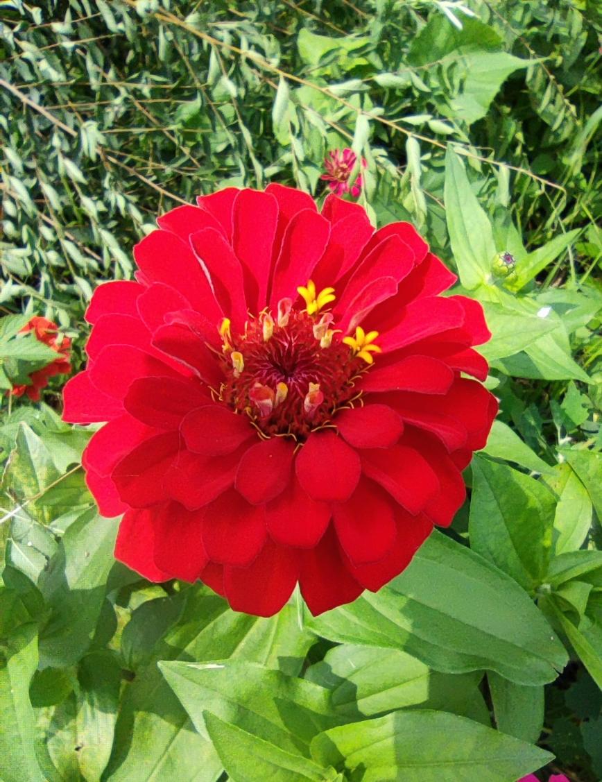 夏日小花《百日菊》，花朵不大，颜色丰富多彩，而且花期特别长，因而受到人们喜爱。