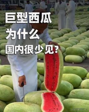 刷屏网红瓜🍉沙特巨型西瓜形似冬瓜，国内水果店却很少见
刷短视频总能看到沙特集市