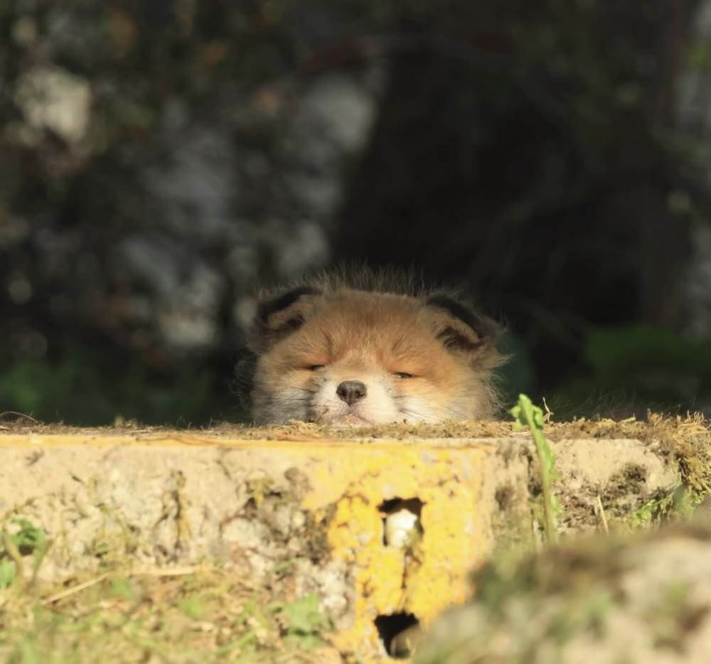 狐狸 趴耳朵幼狐via：网页链接