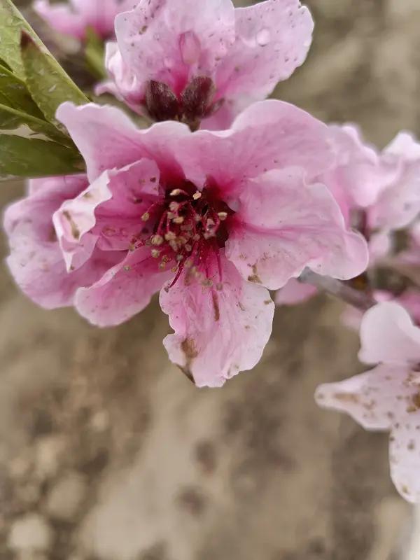 笑死人了，现在啥病都有！

女子情不自禁到处表白确诊“桃花癫”：别再把病当成“花
