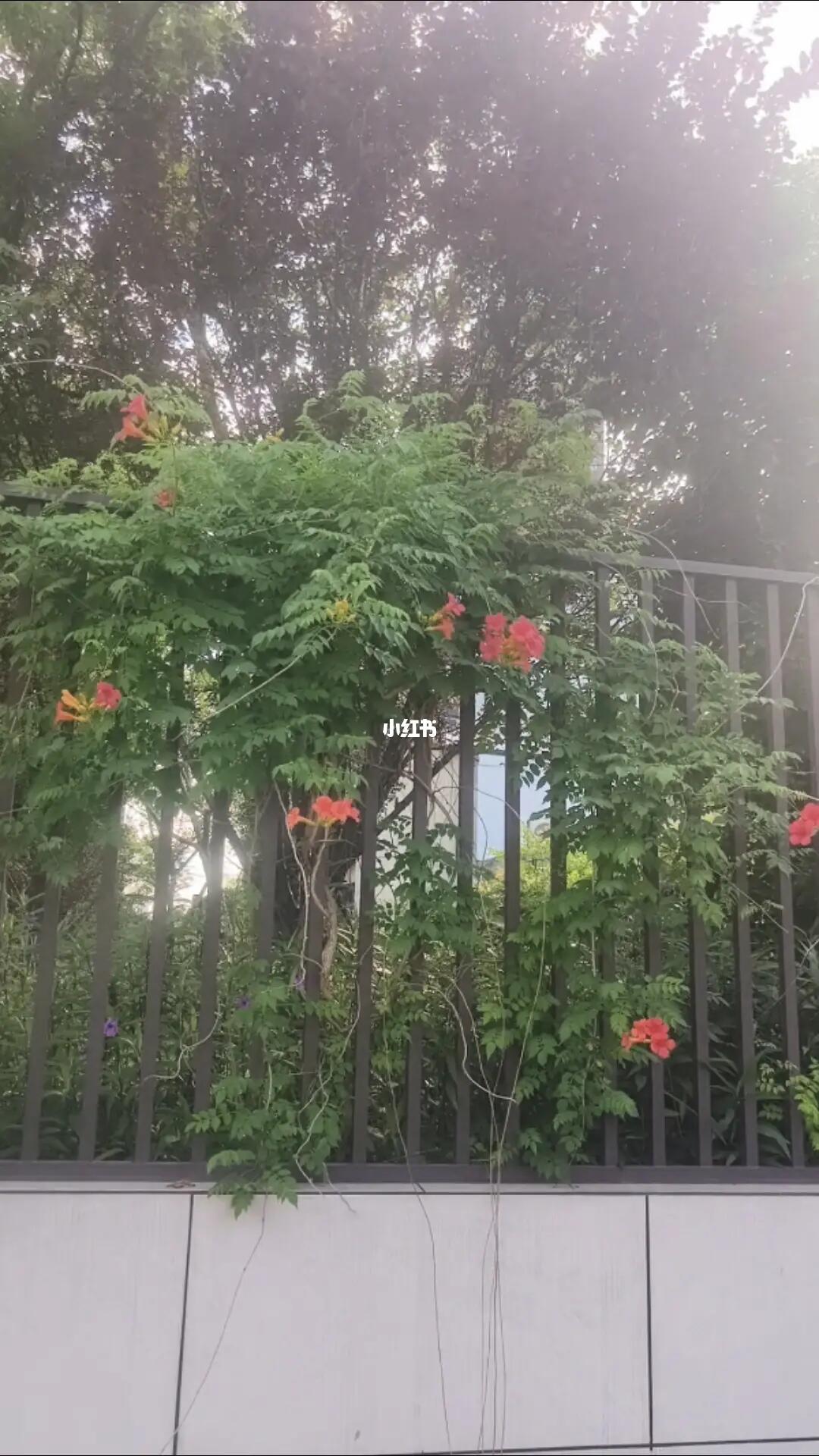 凌霄花的盛开，迎来了炙夏