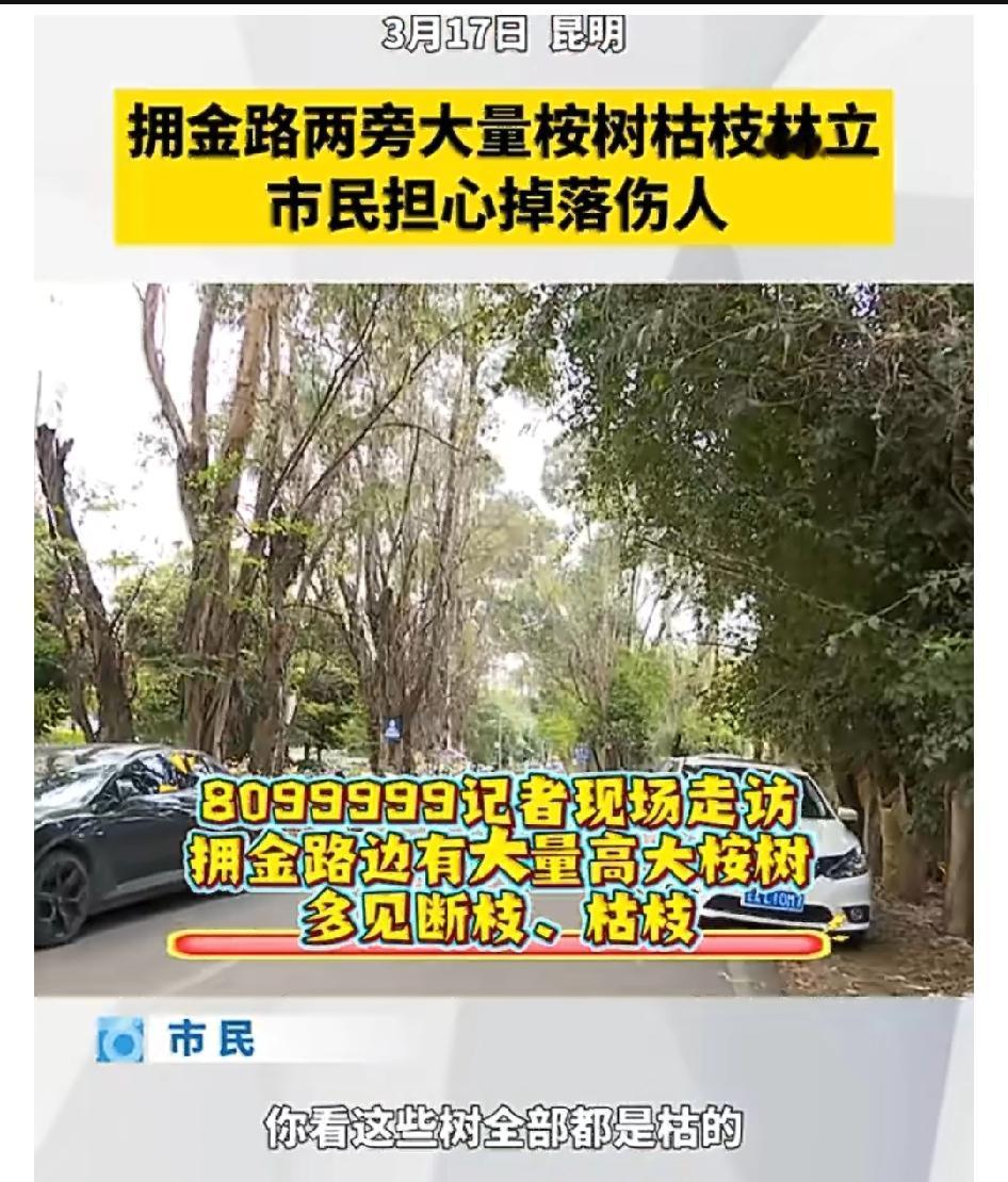 春季大风天，昆明市西山区拥金路两旁的巨型桉树成了附近居民的心病。

前不久一棵桉