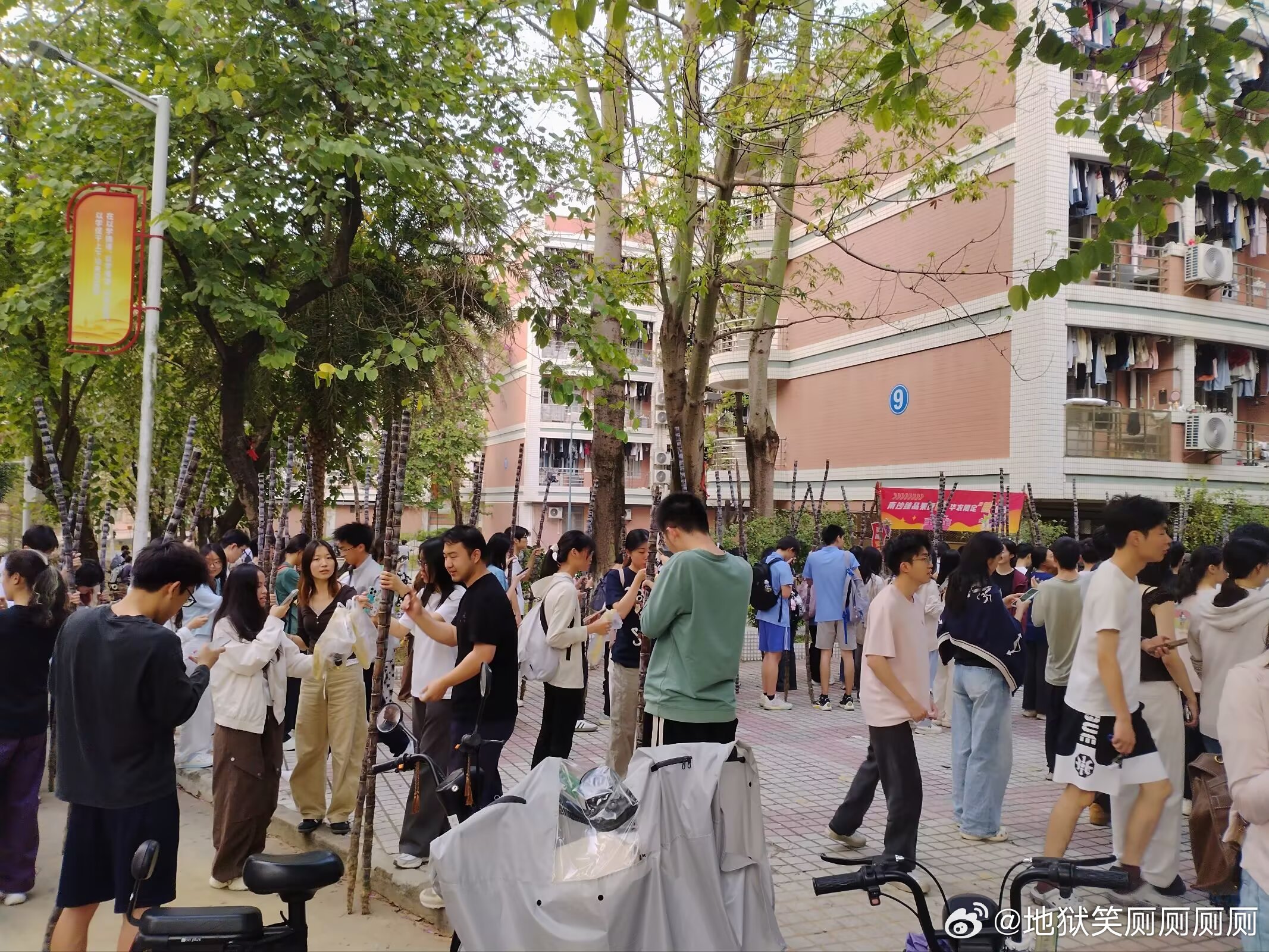 1186太幽默了家人们，农学大学就这样，应季了大家就都开始领甘蔗了，人手一根好像