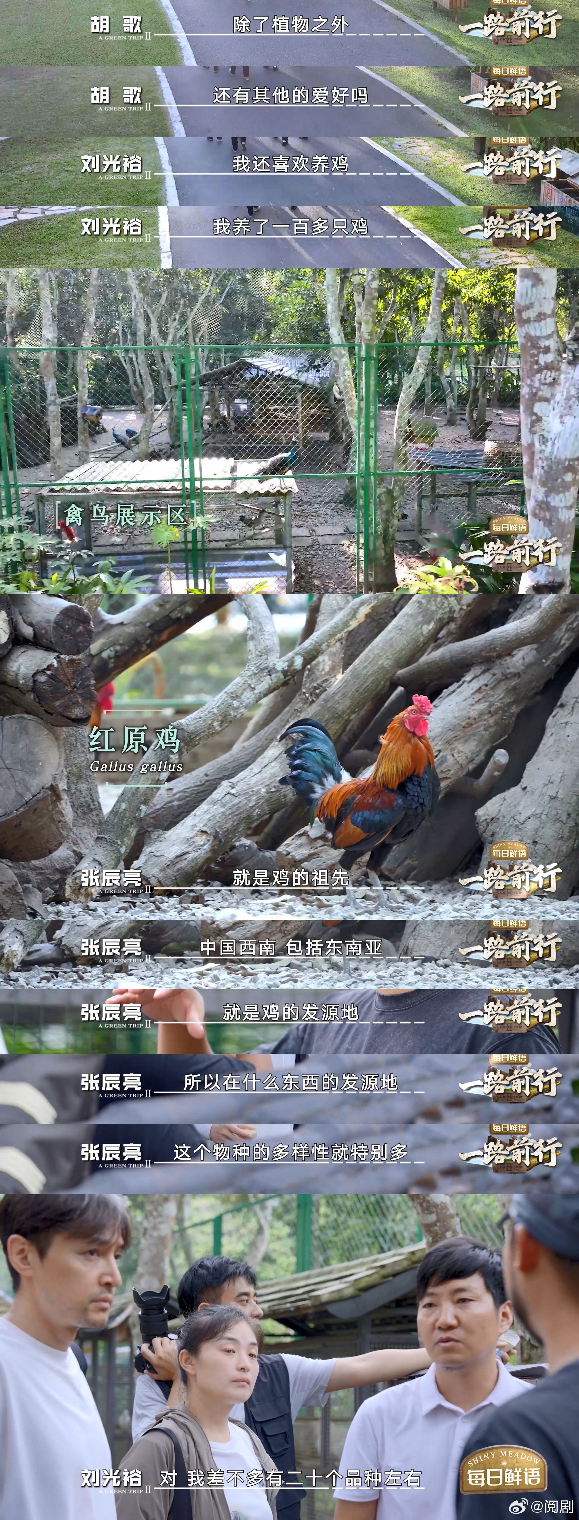 男子边上班边养鸡一养就是20种  刘光裕老师的科研生活充满了创意与激情，20多种