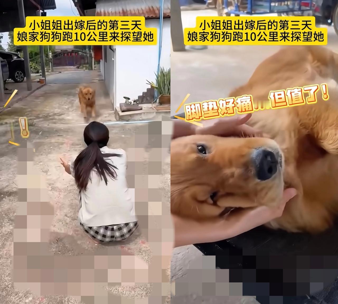 刷到狗狗跑30公里找出嫁主人的新闻，我直接破防——这哪是宠物啊，分明是把你刻进骨