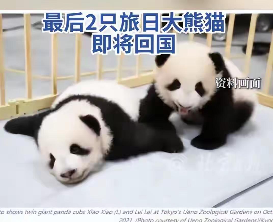 如果台湾敢把大熊猫租借给日本，我们就有权力封锁台湾，把大宝贝抢回来！
     