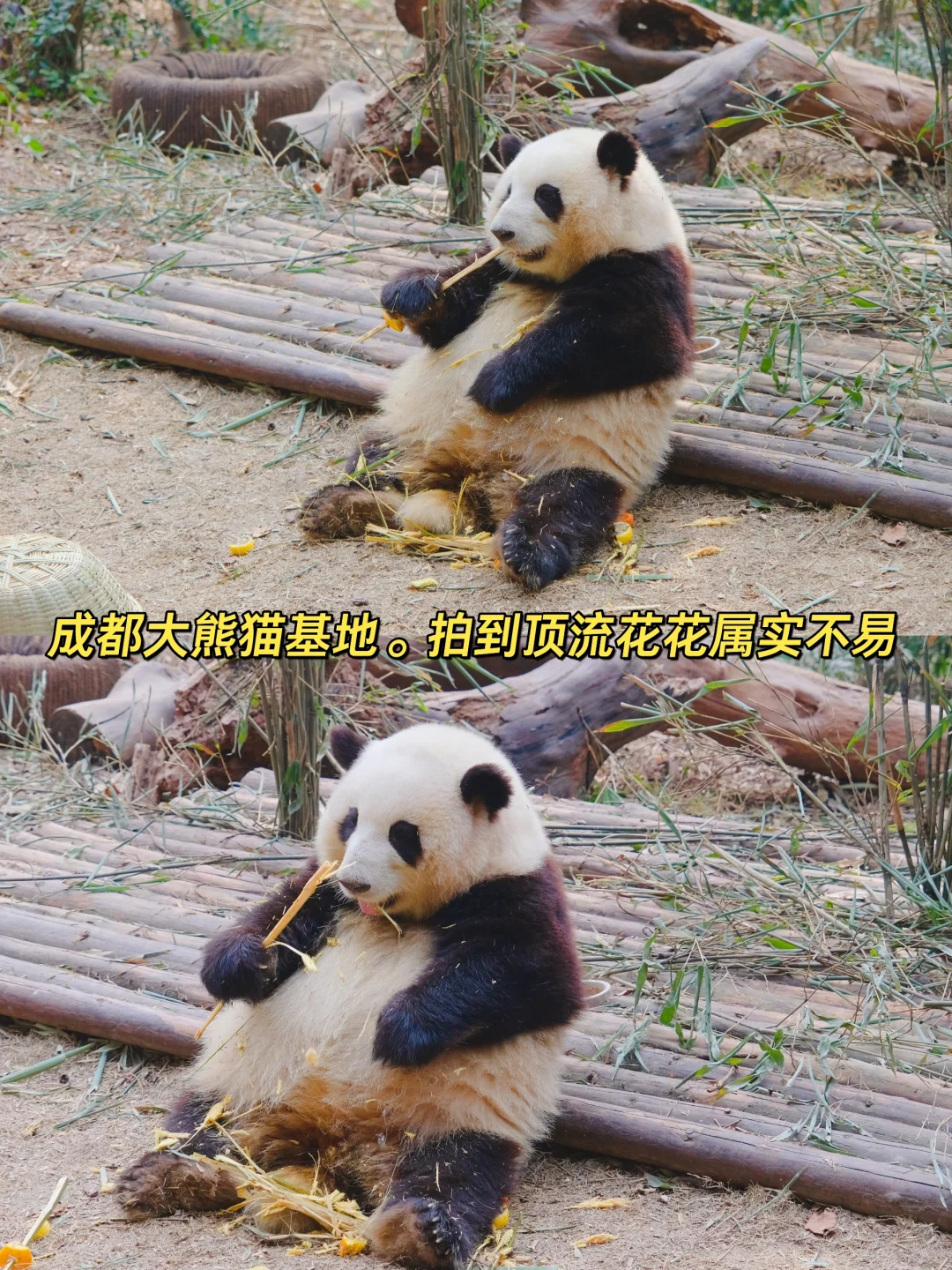 成都五个看熊猫的地方，终于有人说明白了