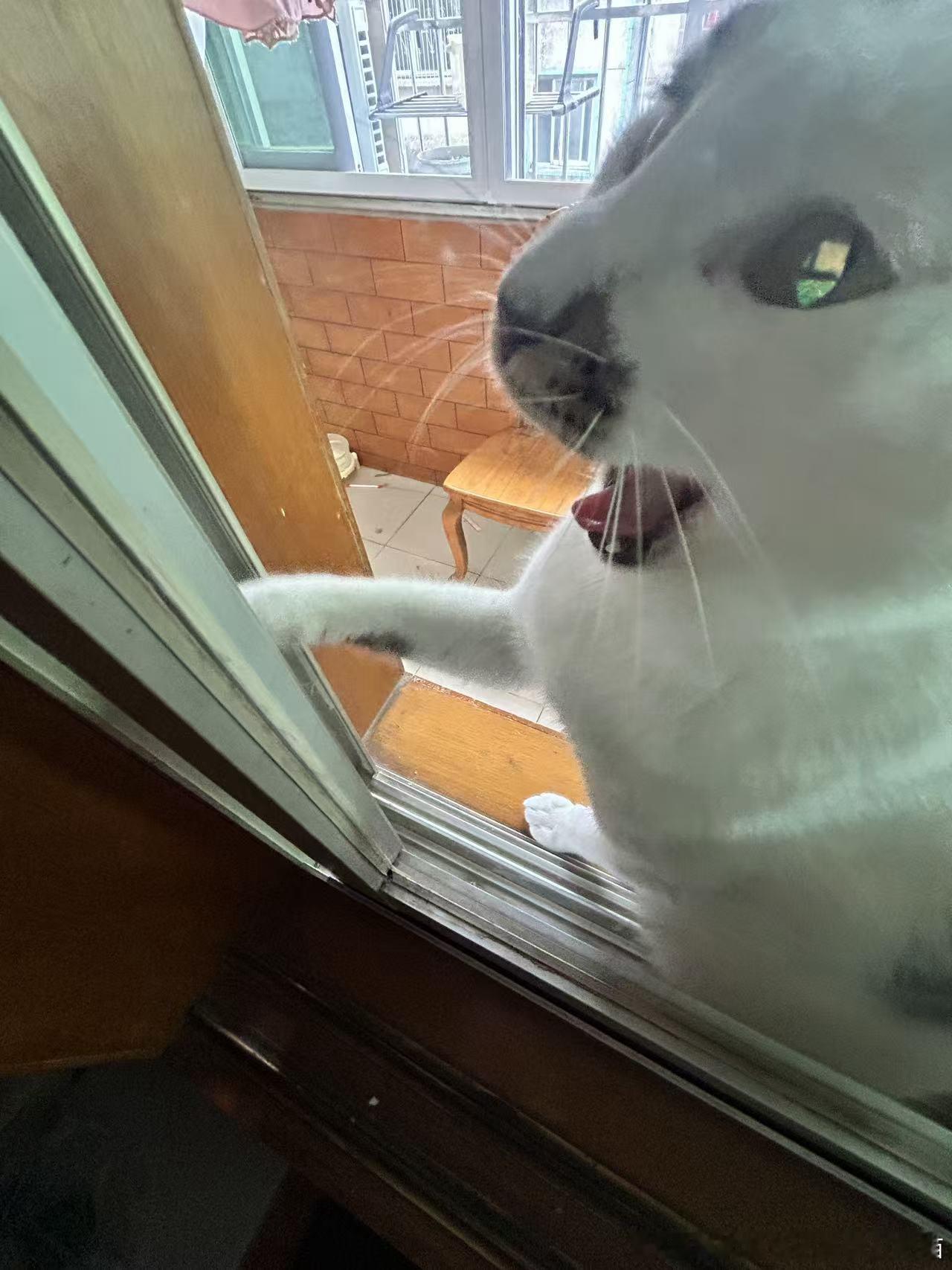 49273【丑猫】打开窗会看到悲伤融化～ 
