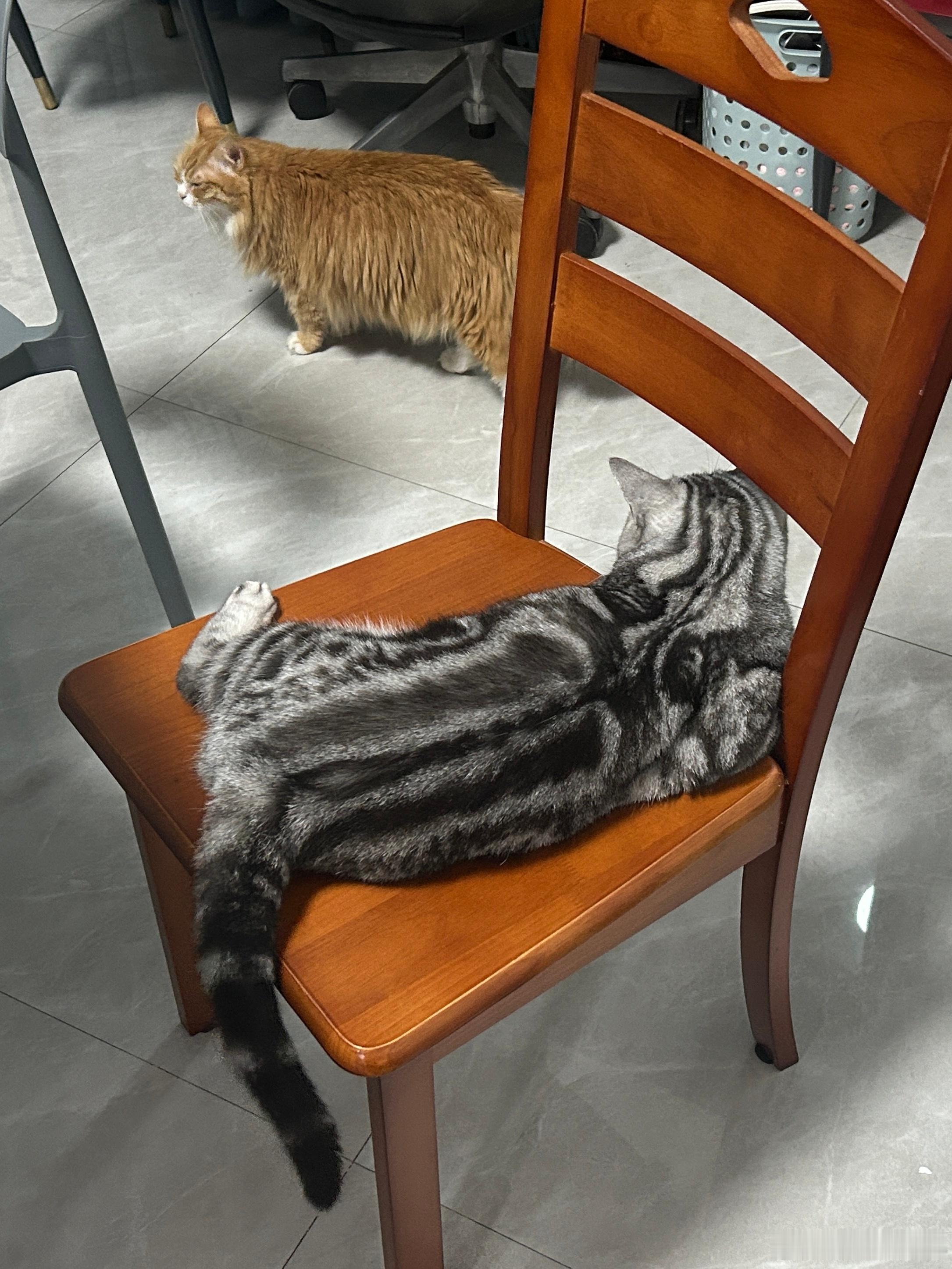 两只猫豿豿