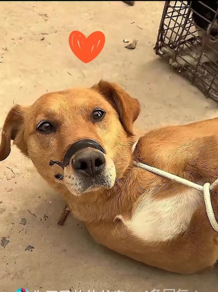 家里老人刚走，男子转头就把老人养了多年的狗卖给狗肉馆。过秤时狗吓得浑身发抖，男子