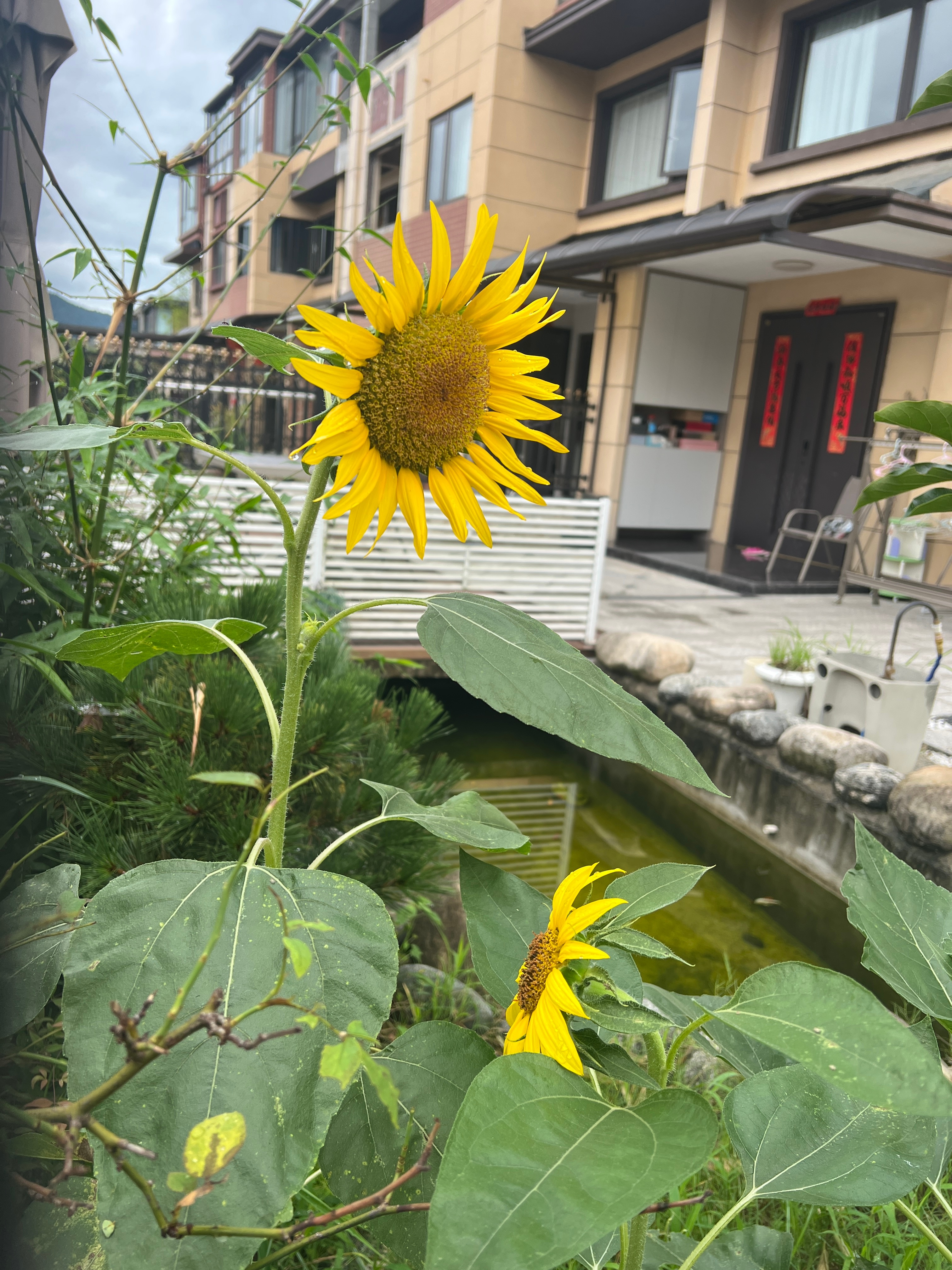 花意正浓~ 