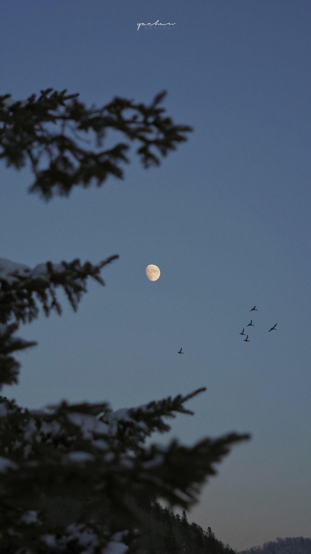 大风可以吹起一张纸，却无法吹走一只蝴蝶，因为生命力量在于不顺从。——冯骥才#晚安
