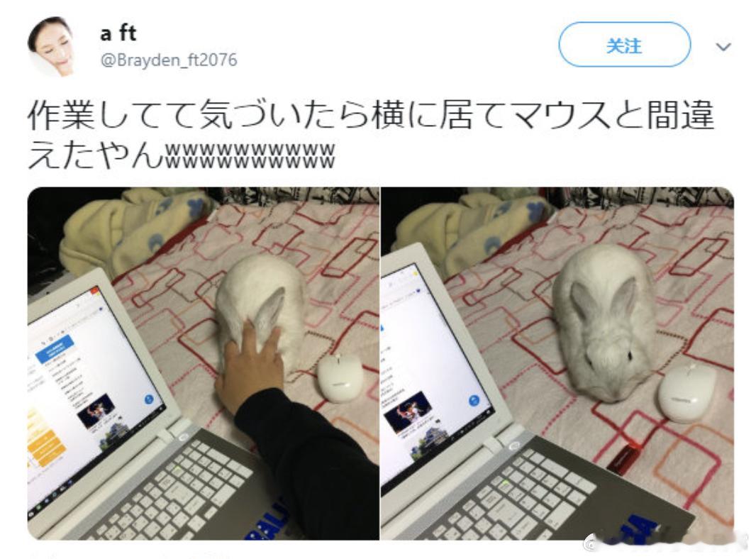 工作的时候，回过神来才发现在摸的是兔标 ​​​🐰 ​​​