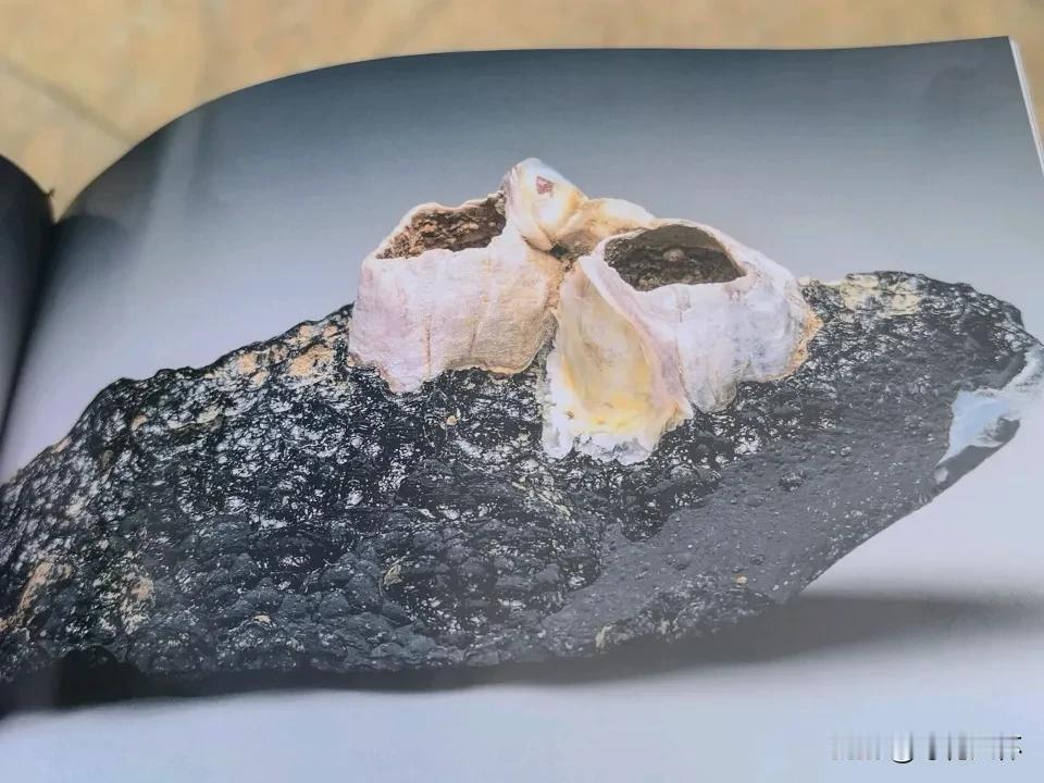 本草纲目中的名药霹雳针

明代李时珍写的本草纲目中，有很多我们闻所未闻，也从来没